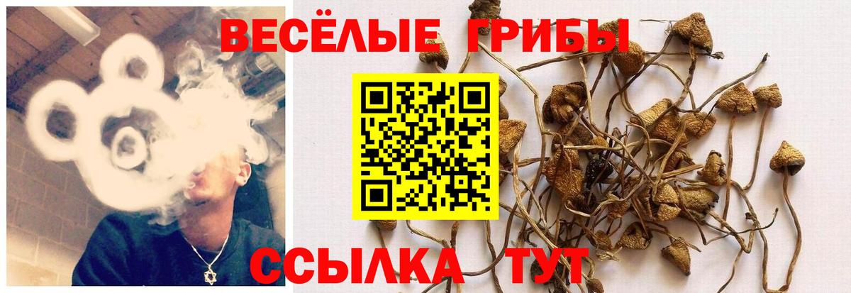 Алексеевка  Псилоцибиновые грибы мицелий  Вход с VPN 